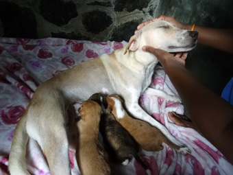 Helfen Hundeklinik Sri Lanka