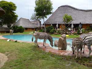 zebras am pool